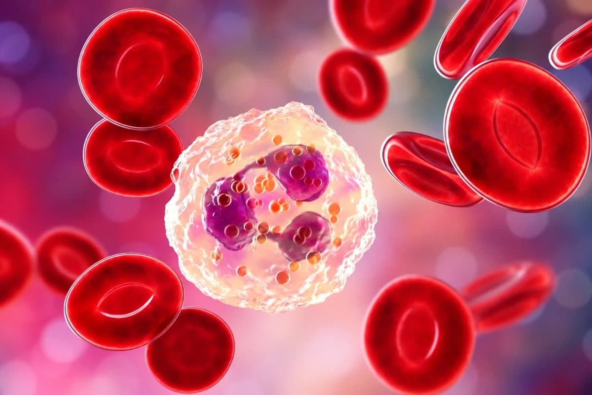 Illustration of a white blood cell among red blood cells